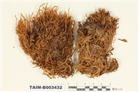 藏品(棉苔科)的圖片